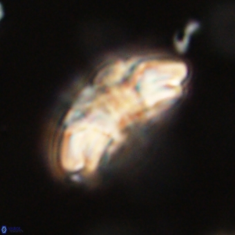 Trachylithos nuryaziciae 69725