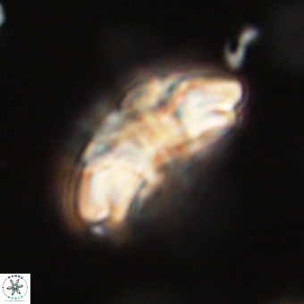 Trachylithos nuryaziciae 69725