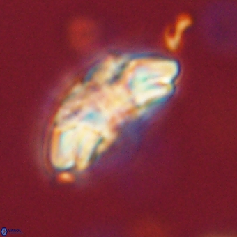 Trachylithos nuryaziciae 69726