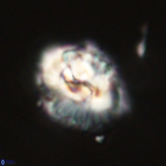 Trachylithos nuryaziciae 69727