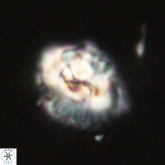 Trachylithos nuryaziciae 69727