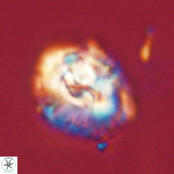 Trachylithos nuryaziciae 69728