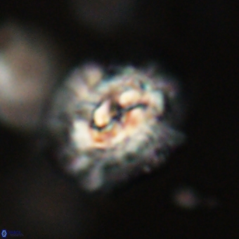 Trachylithos nuryaziciae 69731