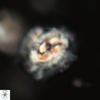 Trachylithos nuryaziciae 69731