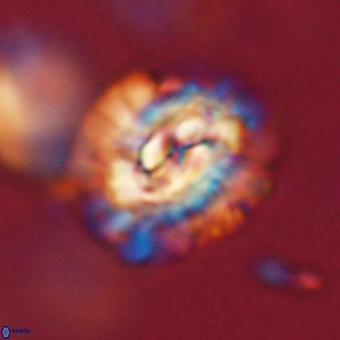 Trachylithos nuryaziciae 69732