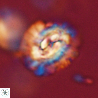 Trachylithos nuryaziciae 69732