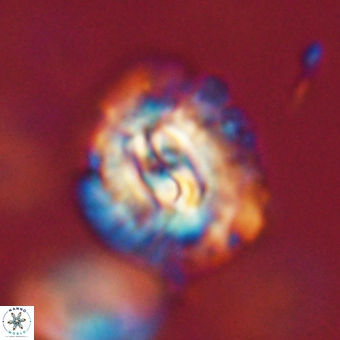Trachylithos nuryaziciae 69733