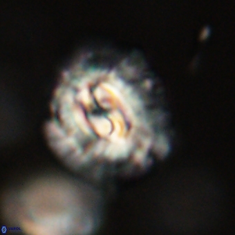 Trachylithos nuryaziciae 69734