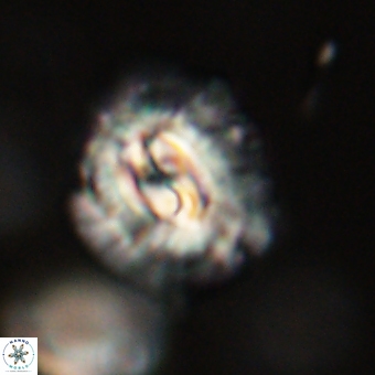 Trachylithos nuryaziciae 69734