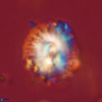 Trachylithos nuryaziciae 69739