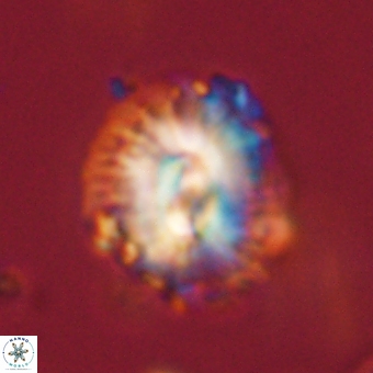 Trachylithos nuryaziciae 69739