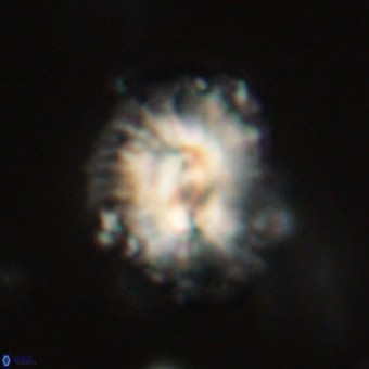 Trachylithos nuryaziciae 69740