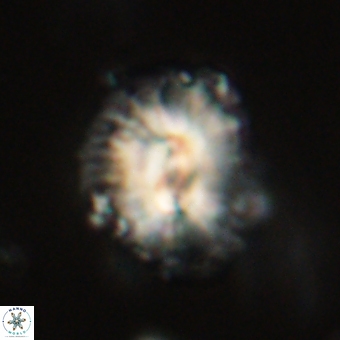Trachylithos nuryaziciae 69740
