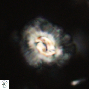 Trachylithos nuryaziciae 69741