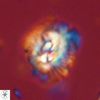 Trachylithos nuryaziciae 69743