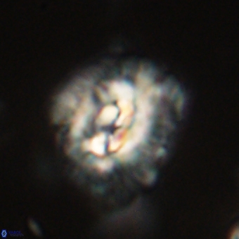 Trachylithos nuryaziciae 69744