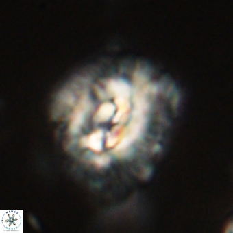 Trachylithos nuryaziciae 69744