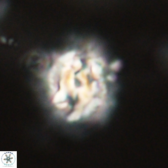 Trachylithos nuryaziciae 69745