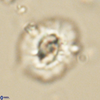 Trachylithos nuryaziciae 69747