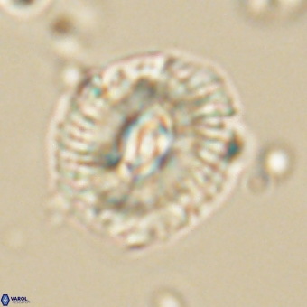Trachylithos nuryaziciae 69748