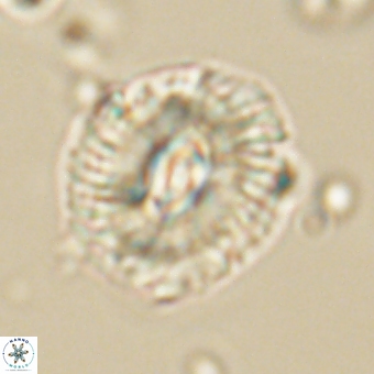 Trachylithos nuryaziciae 69748