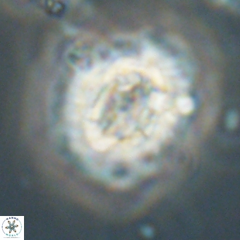 Trachylithos nuryaziciae 69749