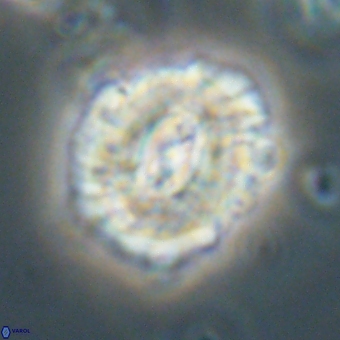 Trachylithos nuryaziciae 69750