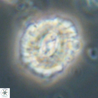 Trachylithos nuryaziciae 69750