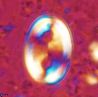 Transversapontis duocavus 49165