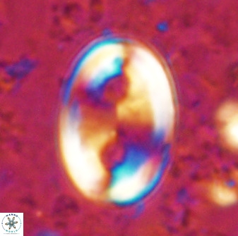 Transversapontis duocavus 49165