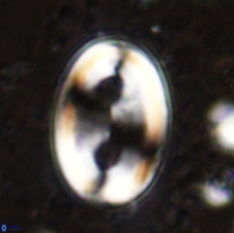 Transversapontis duocavus 49166