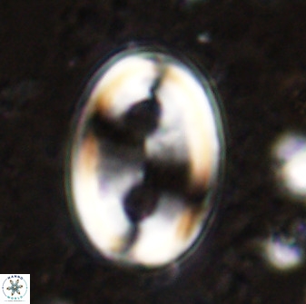 Transversapontis duocavus 49166