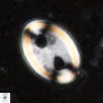 Transversapontis duocavus 49167