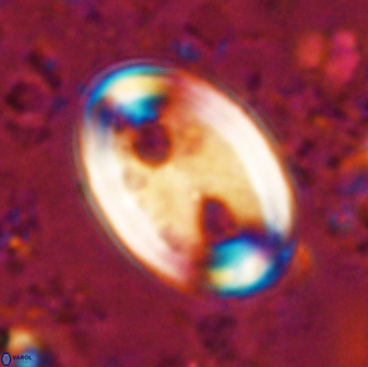 Transversapontis duocavus 49168