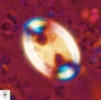 Transversapontis duocavus 49168