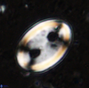 Transversapontis duocavus 49163