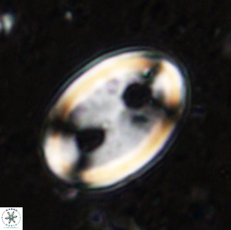 Transversapontis duocavus 49163