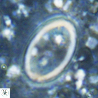 Transversapontis duocavus 49174