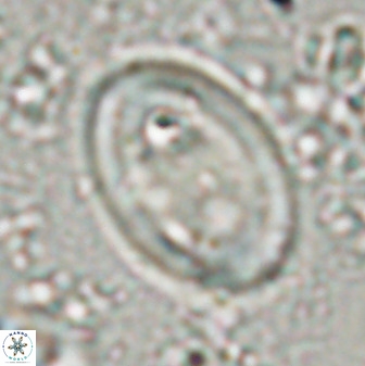 Transversapontis duocavus 49170