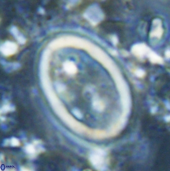 Transversapontis duocavus 49171