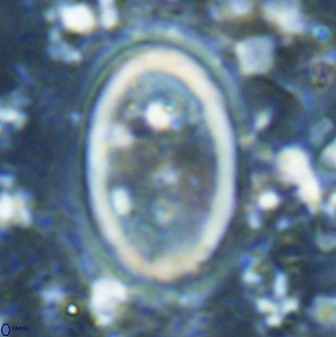 Transversapontis duocavus 49172