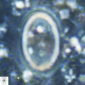 Transversapontis duocavus 49172