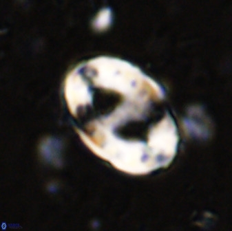 Transversopontis pulcher 48906