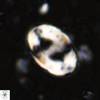 Transversopontis pulcher 48906