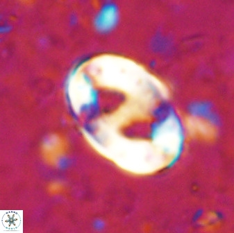 Transversopontis pulcher 48907