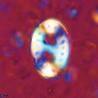 Transversopontis pulcher 48908