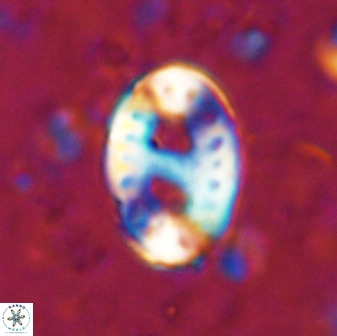 Transversopontis pulcher 48908