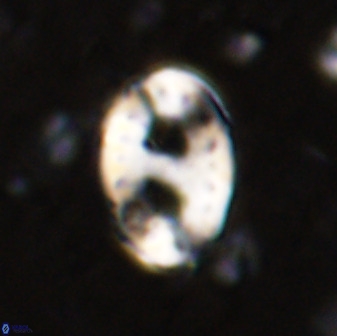 Transversopontis pulcher 48909