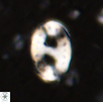 Transversopontis pulcher 48909