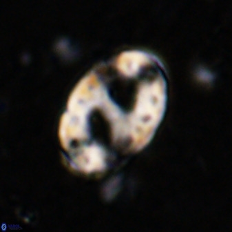 Transversopontis pulcher 48910